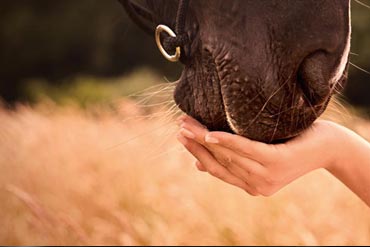 L’orge germée : Quel intérêt nutritionnel pour le cheval ? 