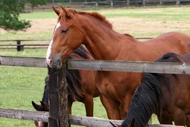 Mise au pré : quels sont les points de vigilance chez le cheval ?