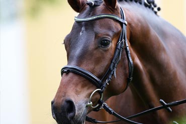 Quand faut-il montrer son cheval à un ostéopathe ? 