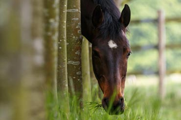 Peut-on faire pâturer les chevaux l’hiver ?