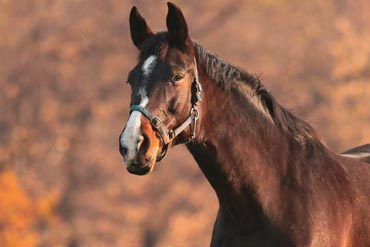 Pourquoi est-il nécessaire pour mon cheval de faire une transition douce du pâturage au box à l’entrée de l’hiver ?