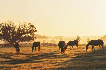 Préparer le pâturage de ses chevaux : que faire en sortie d’hiver ?