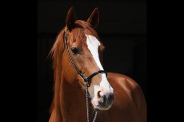 Préparer un jeune cheval pour les ventes : quelle alimentation privilégier ?