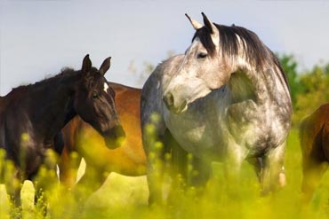 Produire un foin de qualité pour ses chevaux : quelles espèces privilégier ? 