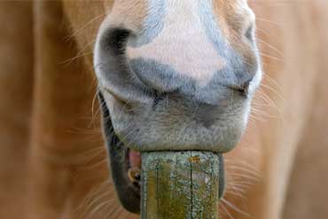 Qu’est ce que les stéréotypies chez le cheval et comment les éviter ?