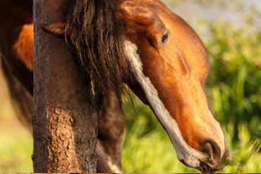 Quelles sont les solutions pour protéger mon cheval des insectes cet été ? 