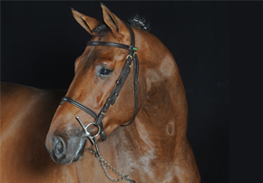 Le son de riz : Quel est l’intérêt de cette matière première chez le cheval ?